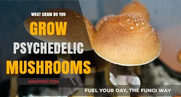 Cultivating Psychedelic Mushrooms: Unveiling the Ideal Grain Substrate