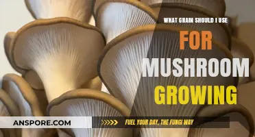 Best Grains for Mushroom Growing: A Comprehensive Guide for Beginners