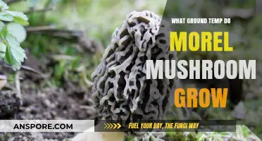 Optimal Ground Temperature for Morel Mushroom Growth: A Comprehensive Guide
