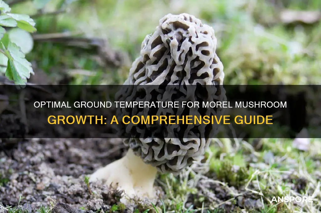 what ground temp do morel mushrooms grow