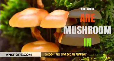 Mushrooms: Kingdom, Phylum, and Class Explained