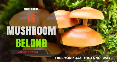 Mushrooms: A Kingdom of Their Own