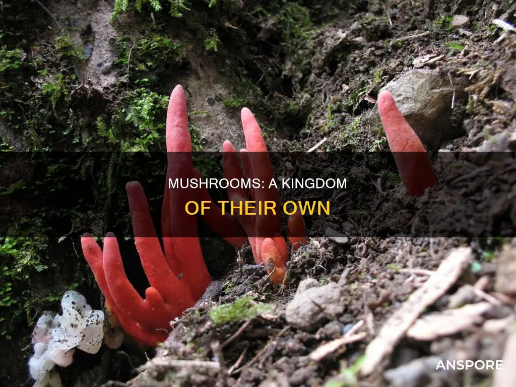 what group is mushroom belong