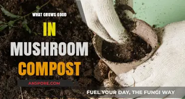 Thriving Plants: Discover What Grows Best in Mushroom Compost