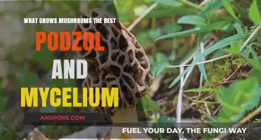 Optimal Mushroom Growth: Podzol and Mycelium Secrets Revealed