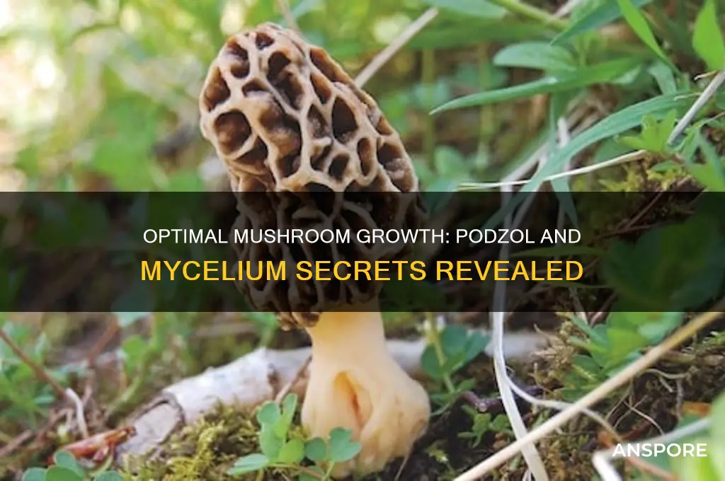 what grows mushrooms the best podzol and mycelium