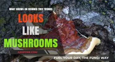 Mysterious Mushroom-Like Growths on Fallen Tree Trunks: What Are They?
