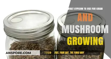 Choosing the Right Gypsum for Grain and Mushroom Cultivation Success