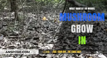 Where Do Morel Mushrooms Thrive: Ideal Habitats Explained