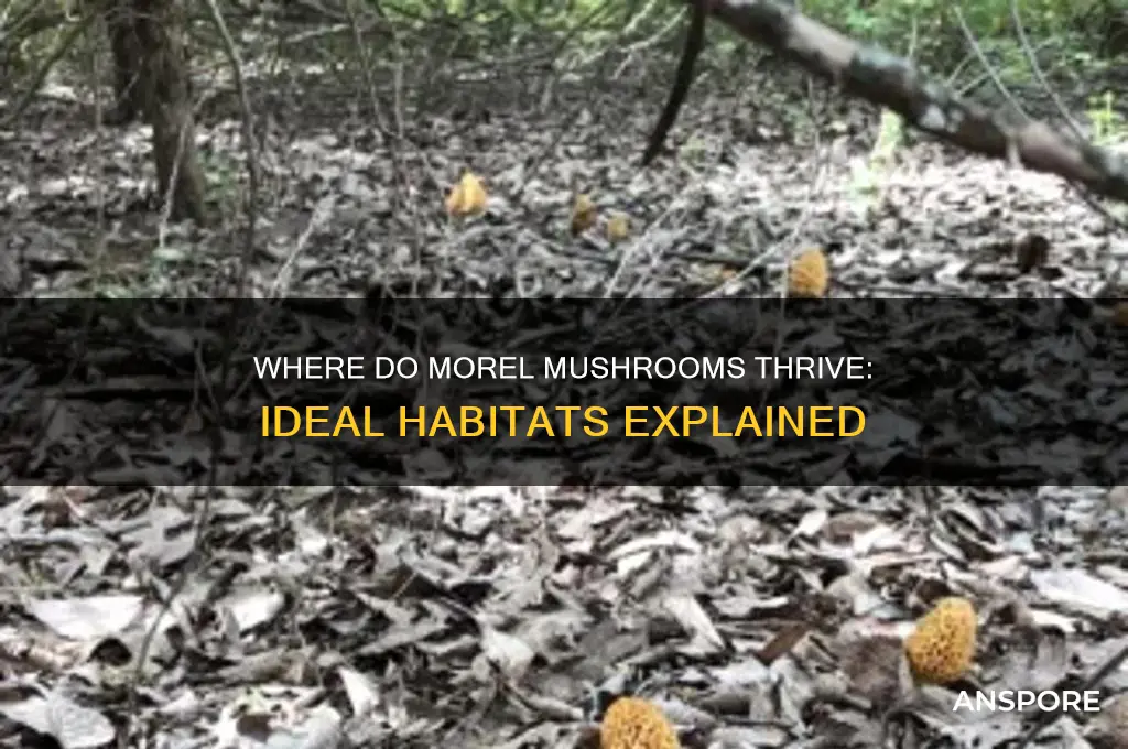 what habitat do morel mushrooms grow in