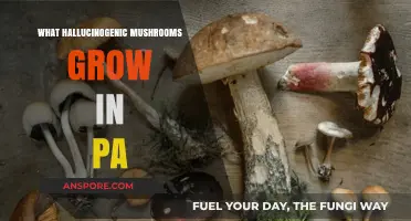 Exploring Pennsylvania's Wild Side: Hallucinogenic Mushrooms Growing in PA