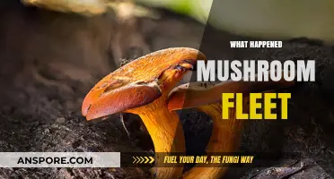 Mushroom Fleet: A Mysterious Disappearance