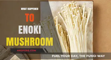 Enoki Mushrooms: What Happened and Where to Now?