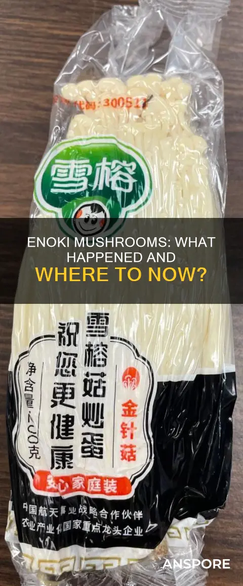 what happened to enoki mushroom