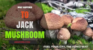 The Mystery of Jack Mushroom's Disappearance