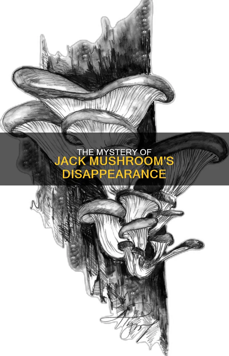 what happened to jack mushroom