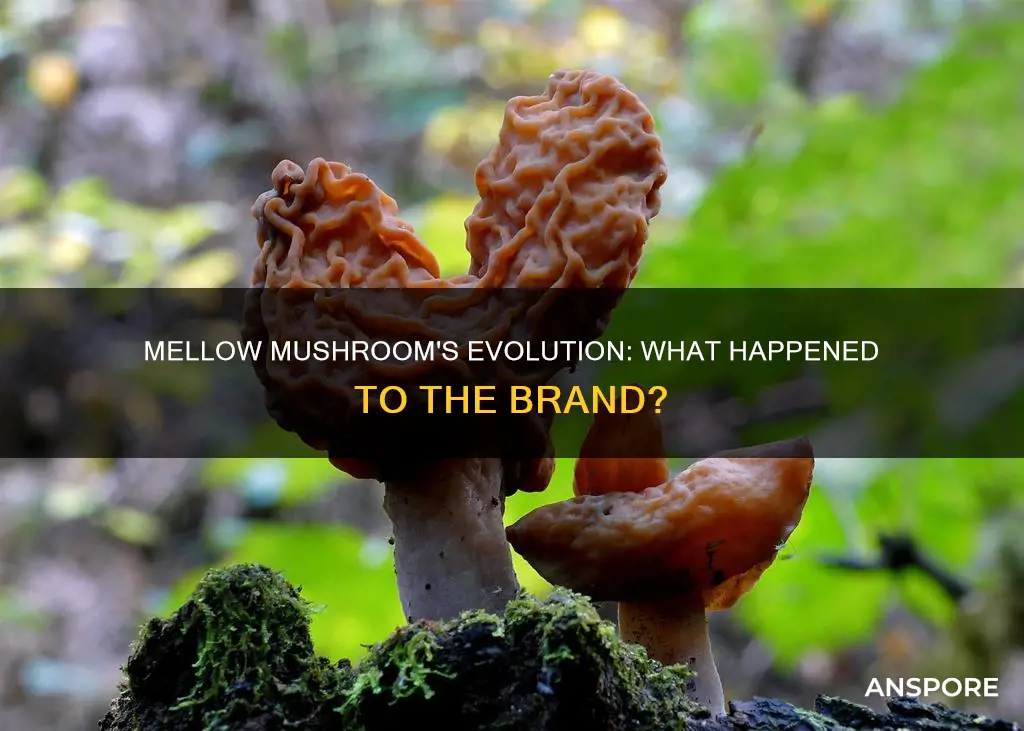 what happened to mellow mushroom