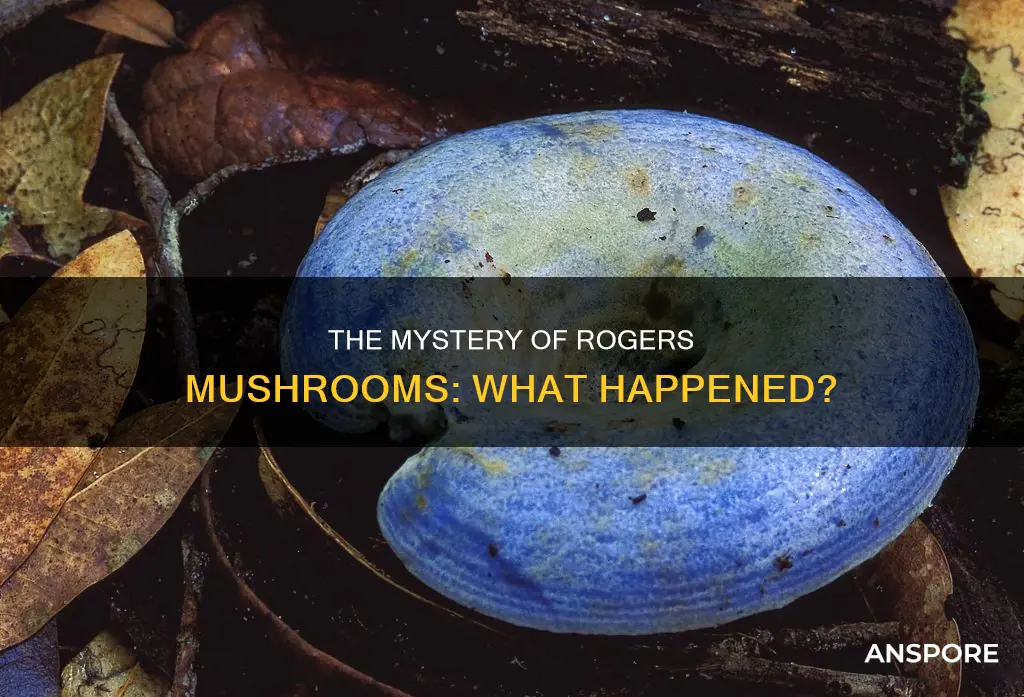what happened to rogers mushrooms