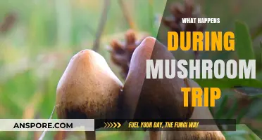 Mushroom Trips: A Journey to the Unknown