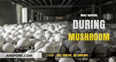 Mushroom Magic: A Journey Through Spores