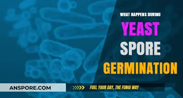 Yeast Spore Germination: Unveiling the Intricate Process of Awakening