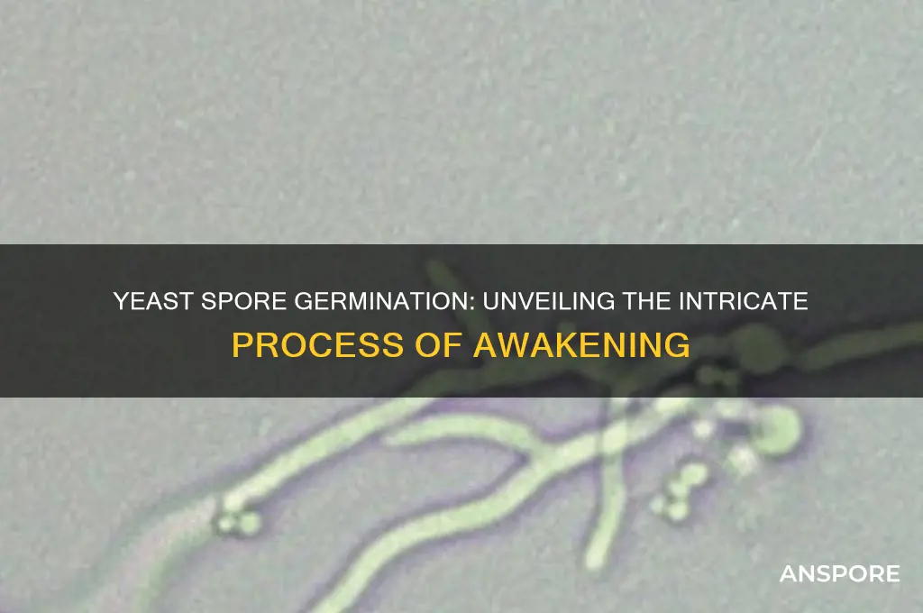 what happens during yeast spore germination