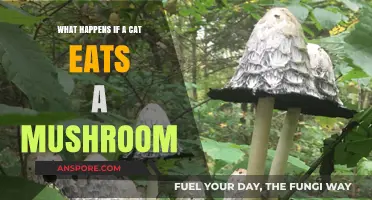 Cat Ate a Mushroom? Potential Dangers and Immediate Steps to Take