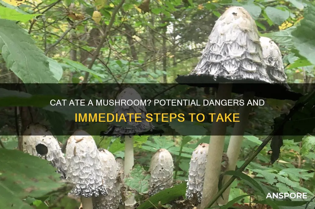 what happens if a cat eats a mushroom
