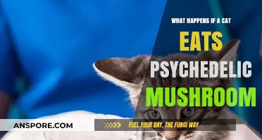 Psychedelic Mushrooms and Cats: Risks, Symptoms, and Emergency Care