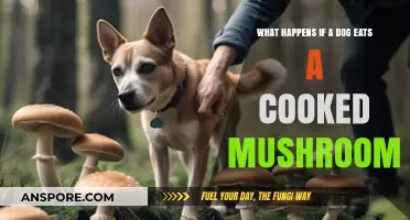 Dog Ate Cooked Mushroom? Potential Risks and What to Do Next