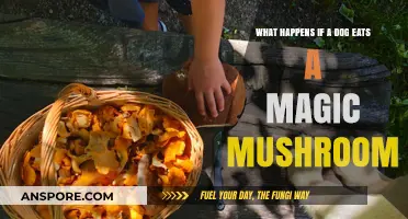 Magic Mushroom Mishap: What Happens When Dogs Ingest Psychedelic Fungi?