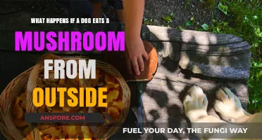 Dog Ate a Wild Mushroom? Potential Risks and Immediate Actions