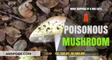 Dog Eats Poisonous Mushroom: Symptoms, Risks, and Immediate Actions