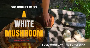 Dog Eats White Mushroom: Symptoms, Risks, and Immediate Actions