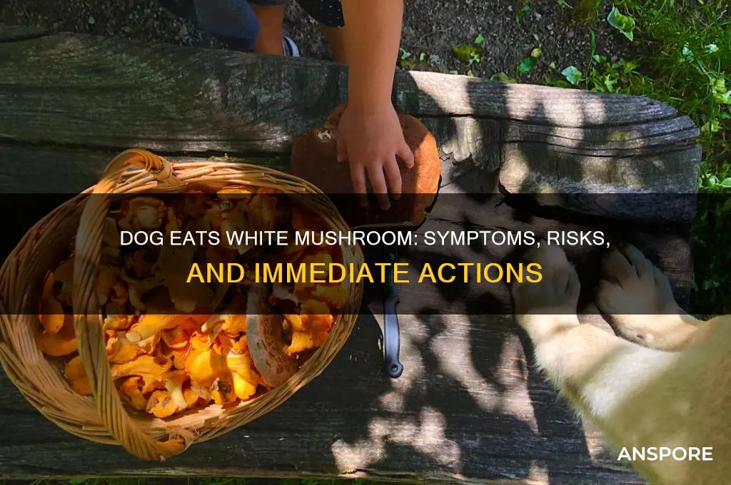 what happens if a dog eats a white mushroom