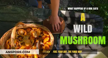Dog Eats Wild Mushroom: Risks, Symptoms, and Immediate Actions