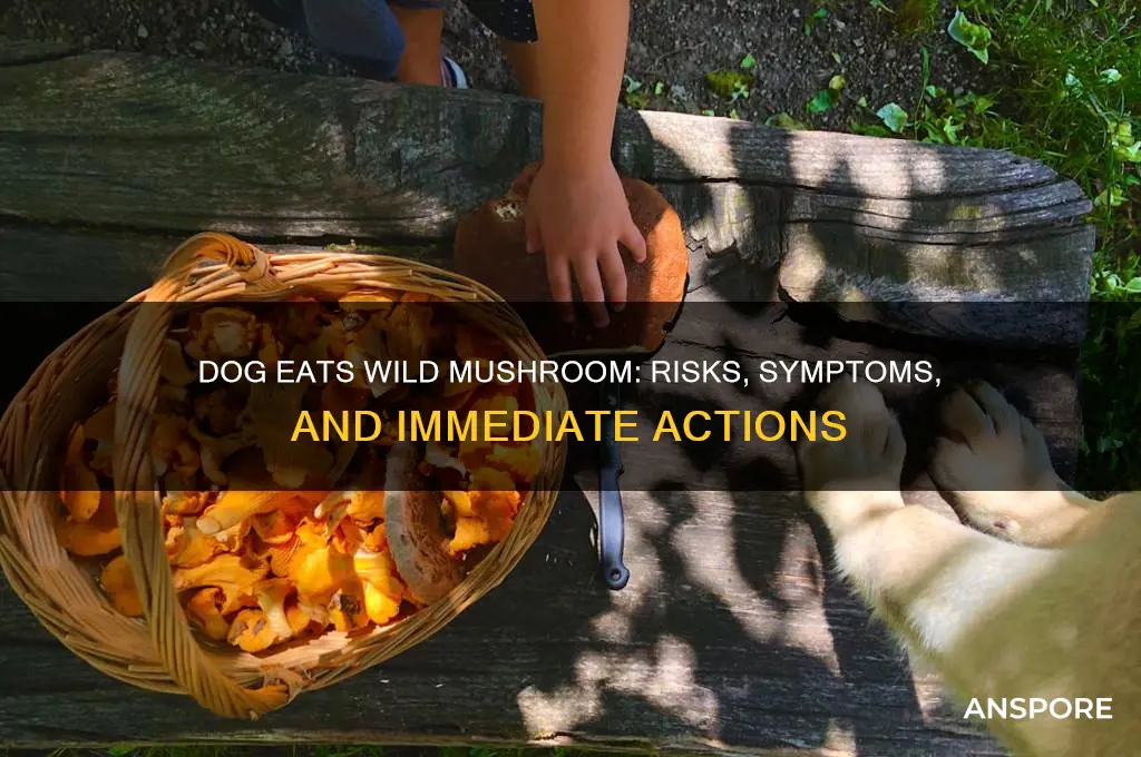 what happens if a dog eats a wild mushroom