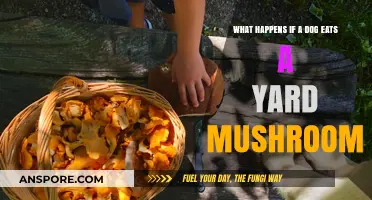Dog Ate Yard Mushroom: Symptoms, Risks, and Immediate Actions