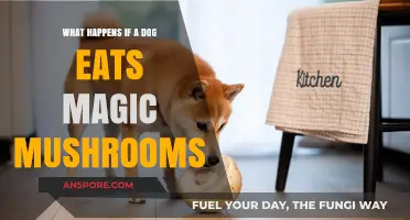 Dog Eats Magic Mushrooms: Risks, Symptoms, and Emergency Care