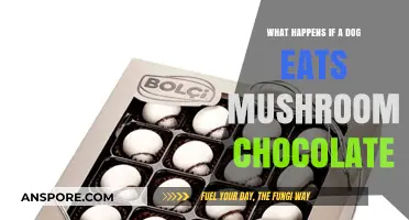 Dog Eats Mushroom Chocolate: Risks, Symptoms, and Emergency Steps