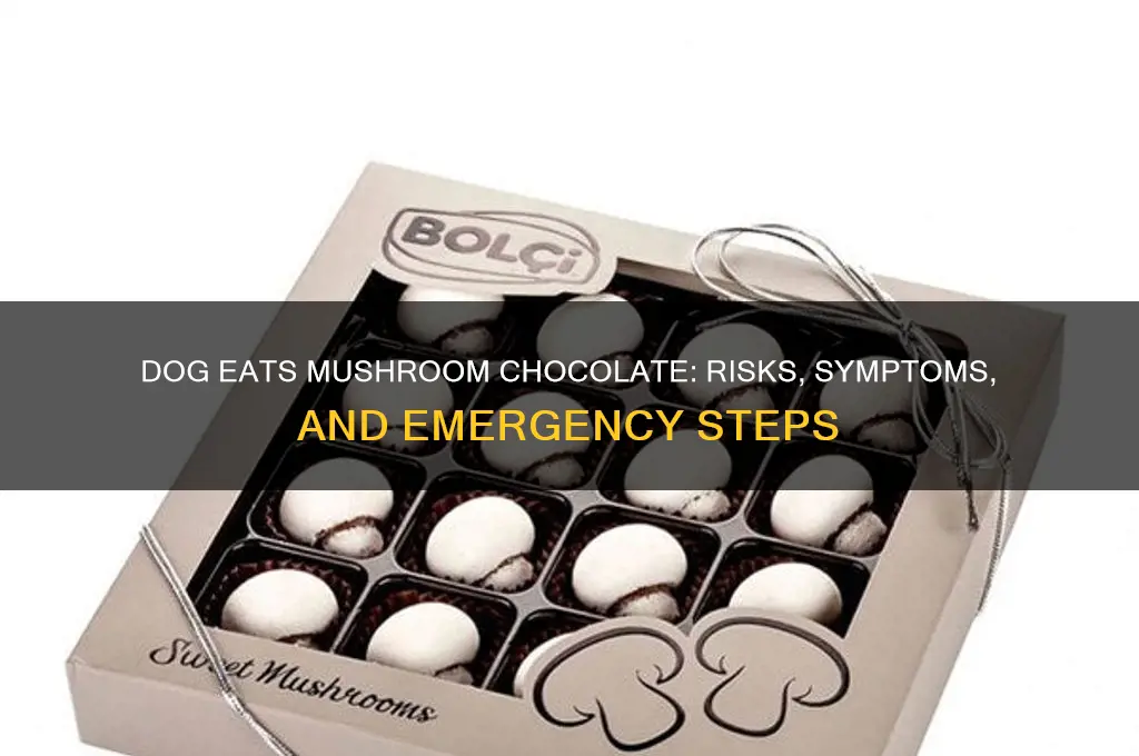 what happens if a dog eats mushroom chocolate
