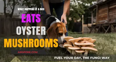 Dog Eats Oyster Mushrooms: Potential Risks and What to Do