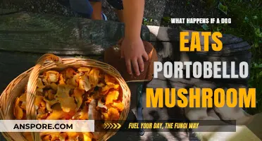 Dog Ate Portobello Mushroom? What to Expect and How to React