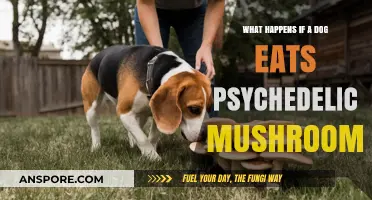 Psychedelic Mushrooms and Dogs: Risks, Symptoms, and Emergency Care