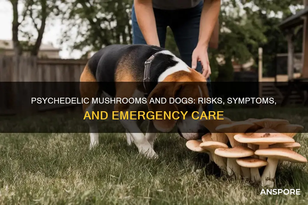 what happens if a dog eats psychedelic mushrooms