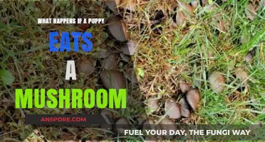 Puppy Ate a Mushroom? What to Do and Potential Risks
