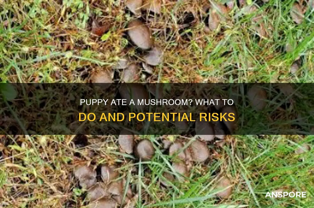 what happens if a puppy eats a mushroom