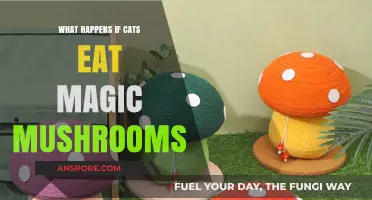Cats and Magic Mushrooms: Risks, Symptoms, and Emergency Care