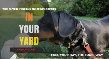 Dog Ate Yard Mushrooms? Potential Risks and Immediate Actions to Take