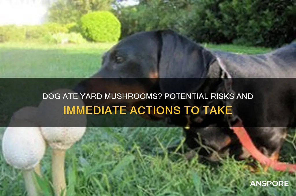 what happens if dog eats mushrooms growing in your yard